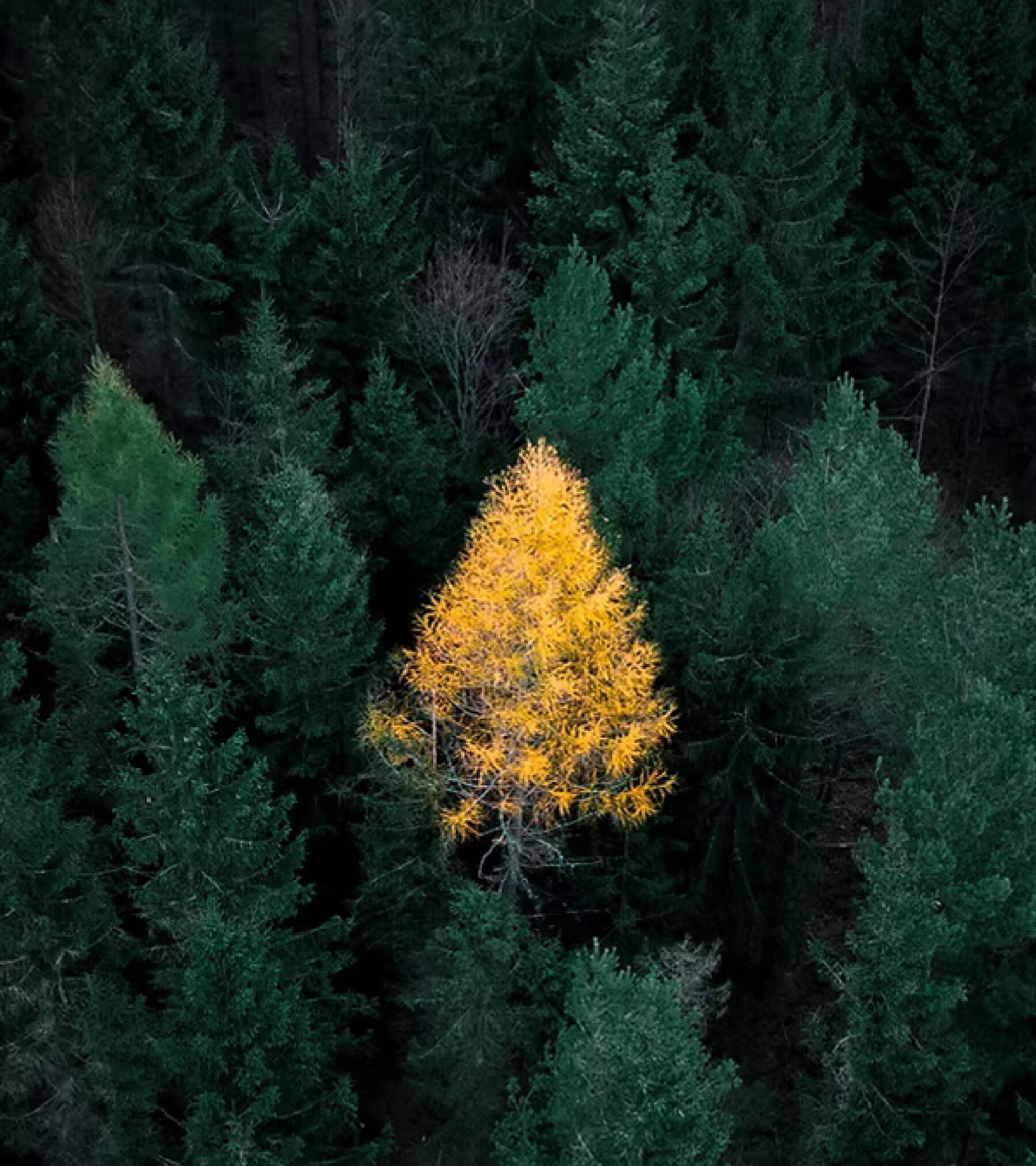 Twój Zen  w sercu gór