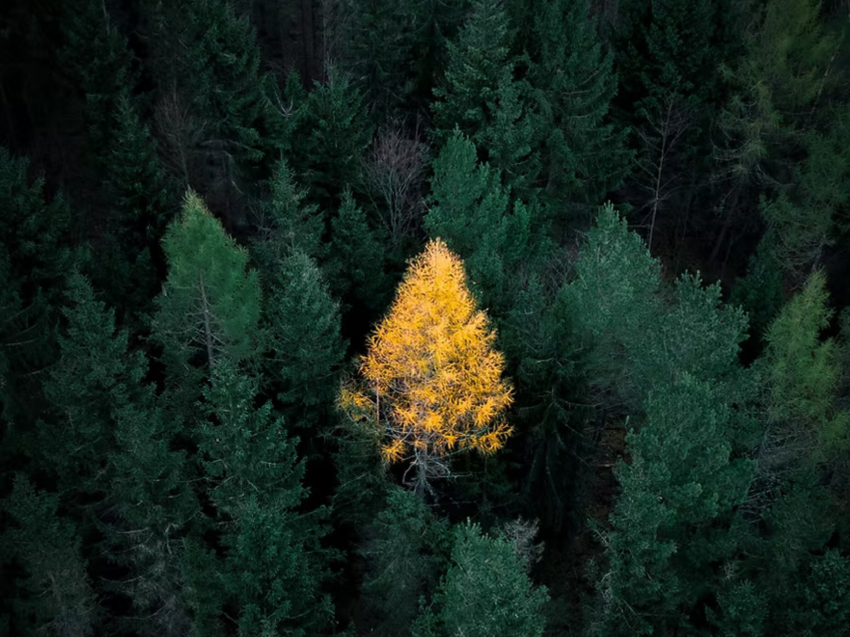 Twój Zen  w sercu gór